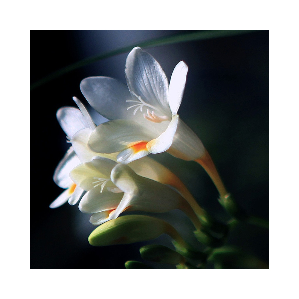 Freesia