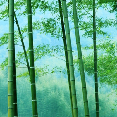 Green Bamboo