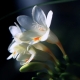 Freesia